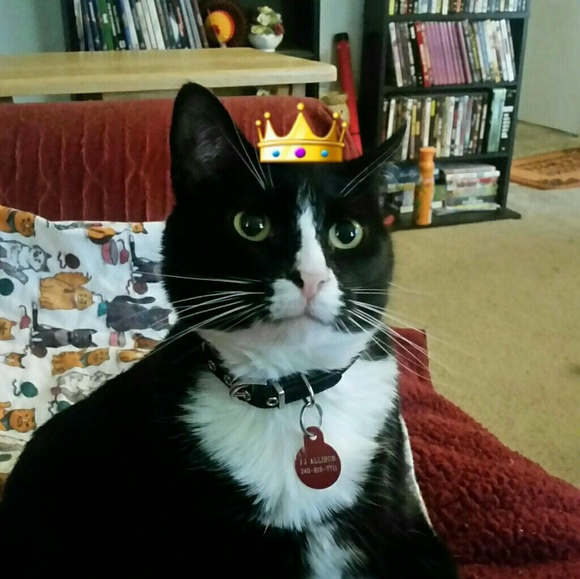 Meet your Posher, Samantha - Picture 2 of 2